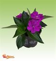 Bild von Impatiens Sun Patiens P13 Purple